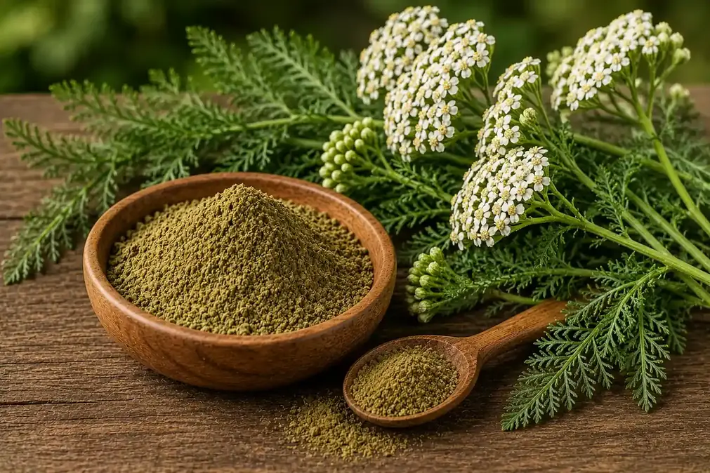 Dried yarrow herb and yarrow powder in a wooden bowl beside fresh flowering stems